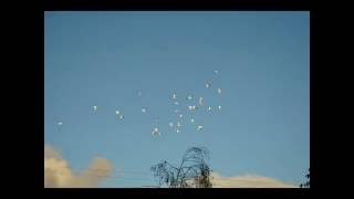 Doves Released in Honor of a House Warming