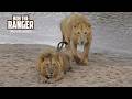 Nomadic Lions At The Tanzanian Border Maasai Mara Safari Zebra Plains