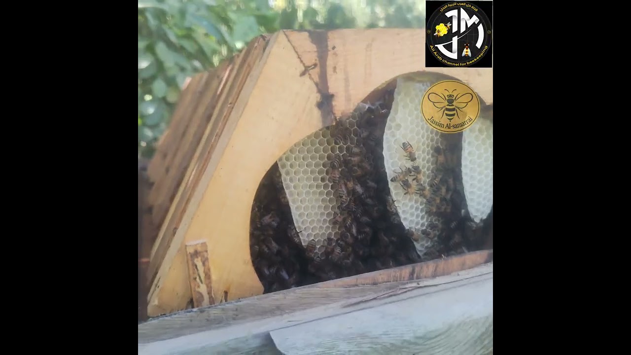 تربية النحل ودور الصناديق المتطورة والحديثة في العمل 