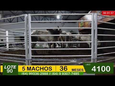 BRASIL LEILÕES - SÃO LUIS DE MONTES BELOS - GO - 26/11/2025