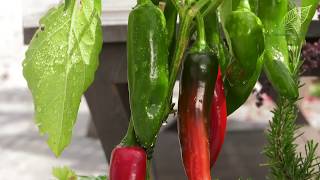 Warzywa i owoce na balkony i tarasy. Jakie warzywa uprawiać w donicach?