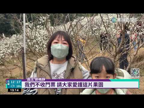 嘉義花季盛開覆蓋白雪！　雲海爆發遊客搶拍