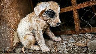 This Small Puppy Was Abandoned In The Rain
