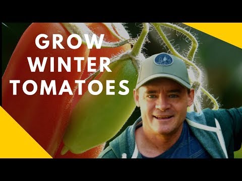 image-When can I plant tomatoes in an unheated greenhouse?