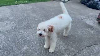 Video preview image #1 Cavapoo (Miniature) Puppy For Sale in Westwood, NJ, USA