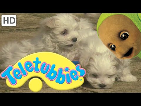 Teletubbies: Puppies - Full Episode