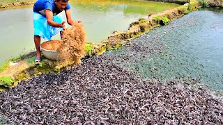 Smart Farmers Cooperative Mangoor Fish Feeding Pond | Fighter Magur Fish food the Hungry