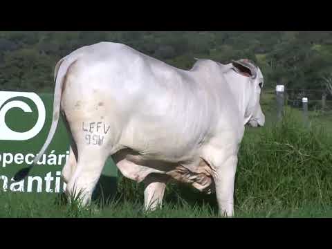 BONINA FIV DA FAZ. VITORIA