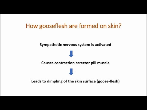 How are gooseflesh formed on skin?