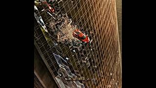 Download lagu 'Cars don't fly 😈' Fragment x Fast and furious 7| @4kmovies_io #fastandfurious  #shorts #cars mp3