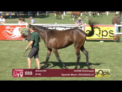 Show AQPS Le Lion 2016 : Lot 88 - Escadrille