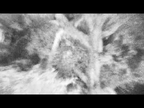 Djuma: Hosana leopard with his kill in tree by dam wall - 00:55 - 11/22/18