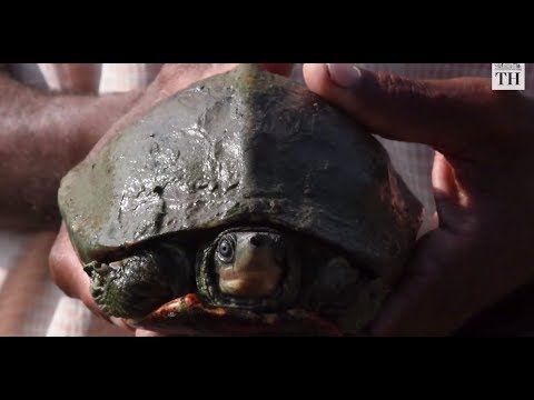 This temple in Assam helps nurture 'extinct' turtle back to life