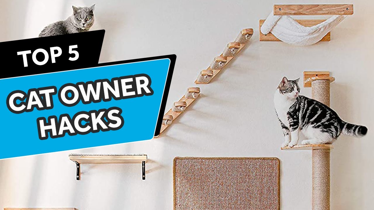 Top 5 Life Hacks for Cat Owners