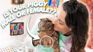 How To Tell If A Guinea Pig Is Male Or Female