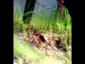 Bumblebee