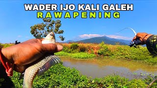 Download lagu 🎣MANCING WADER IJO DI KALI GALEH RAWAPENING MINGGU 26-7-2026 🌿 MS-658 mp3 Download lagu 🎣MANCING WADER IJO DI KALI GALEH RAWAPENING MINGGU 26-7-2026 🌿 MS-658 mp3