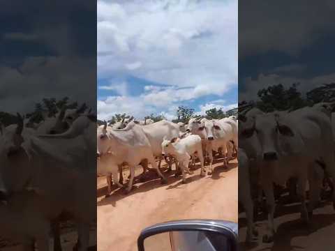 Boiada cruzando as estradas da região das cooperativas, Vila Boa Goiás.