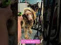 Video thumbnail 6 — Dolly Sep 26