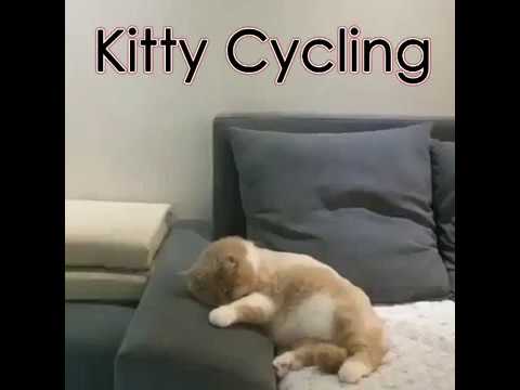 Kitty Dreaming Riding a Bicycle and Crashes