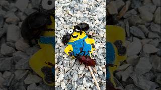 Download lagu Help the beetle !! sharing watermelon candy with beetle #shorts mp3