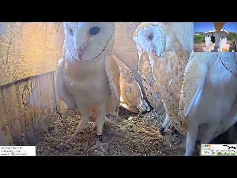 Yesterday there were 4 barn owl  nestlings now 5... Nest switcher visit the nests.
