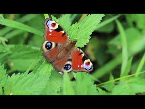Der Schmetterlingsgärtner Teil 1 Tagpfauenauge und Co im Frühling