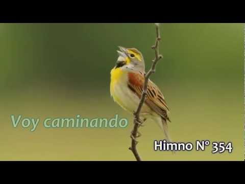 Himno Nº 354 Voy caminando HD 1080p