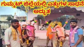 ಗುಮ್ಮಟ್ ಜಿಲ್ಲೆಯಲ್ಲಿ ಎತ್ತುಗಳ ಸಾಧನೆ @29/10/2025