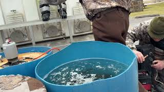 Fish Stocking
