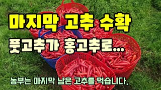 고추농사 농부는 마지막 수확한 고추를 먹어요 덜익어 수확하지 않은 고추가 붉게 잘 익어 수확해 건조시켜 고춧…
