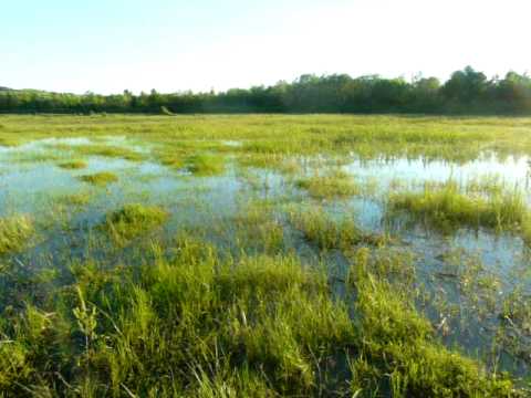 Bombina variegata and hybrids songs2