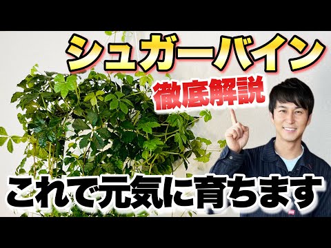 ホワイトパイン 植物