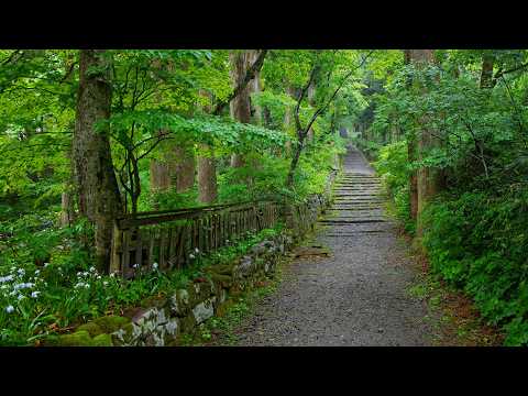 Rain Walk in Mount Daisen Forest | Tottori, Japan 4K Nature