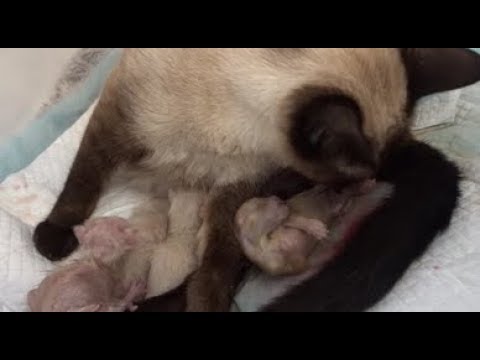 Birth of 4 siamese kittens