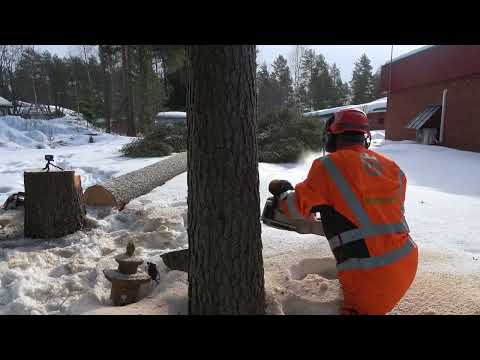 Metsolan Metsäkoulu 262 - Miten sivukalteva puu kaadetaan tositilanteessa?