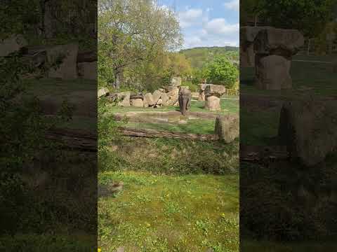 Tamara a lakuna 13.4.24 zoo Praha