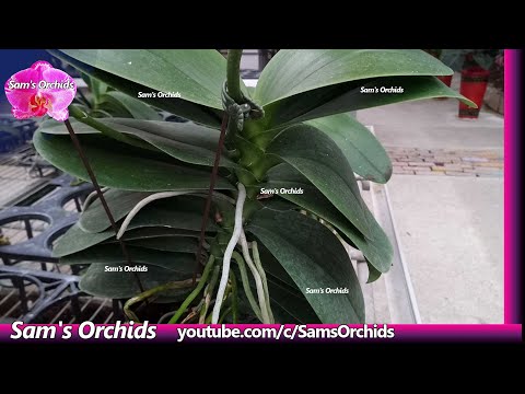 Huge Phalaenopsis orchids in the orchid nursery.