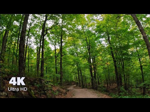 4K Virtual Hike through Canadian Forest (with Nature Sounds and Relaxing Music)
