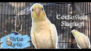 Download lagu Parkit Australia gacor untuk pancingan falk muda ||Cockatiels Singing mp3 Download lagu Parkit Australia gacor untuk pancingan falk muda ||Cockatiels Singing mp3