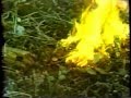 Fire In The Forest