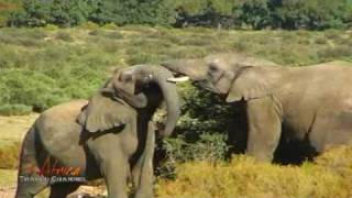 Amazing African Nature Scenes and Animals - Africa Travel Channel