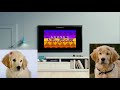 Rosebud Watches The THX Logo