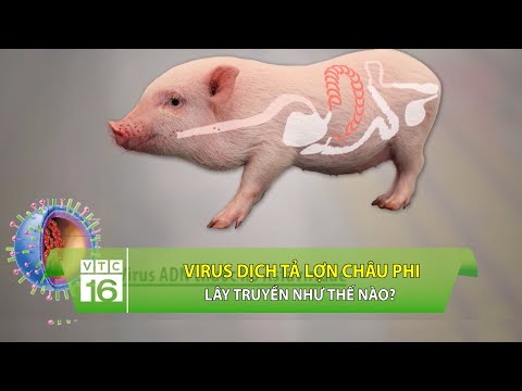 , title : 'Virus dịch tả lợn châu Phi lây truyền như thế nào? | VTC16'