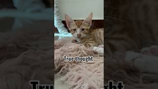 Download lagu True thought #cat mp3
