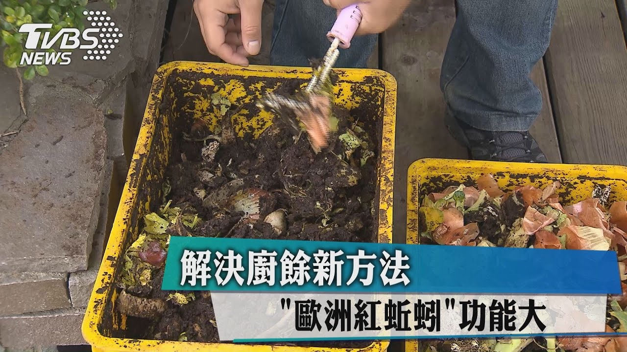 解決廚餘新方法　「歐洲紅蚯蚓」功能大