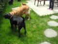 Chrissy The Dog I Am Fostering Visits The Home Of The People That Want To Adopt Her