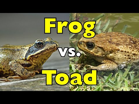 You Think Frogs and Toads Are the Same? Think Again [ID0826]