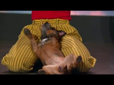 Hunden Rut charmar Bert - Talang (TV4)