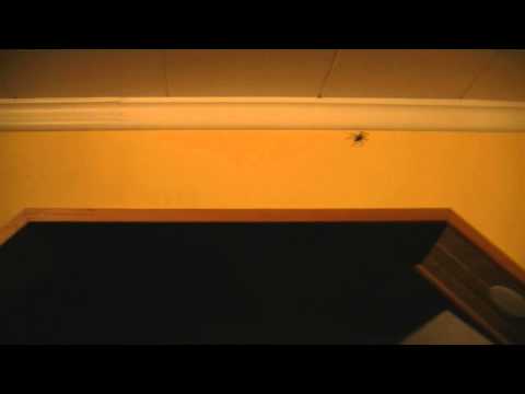 What happens when spiders enter Jettan's house